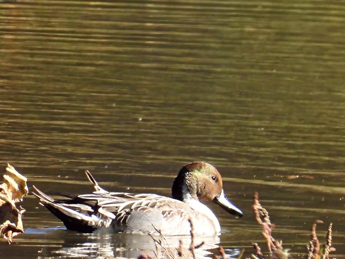 Northern Pintail - ML644663974