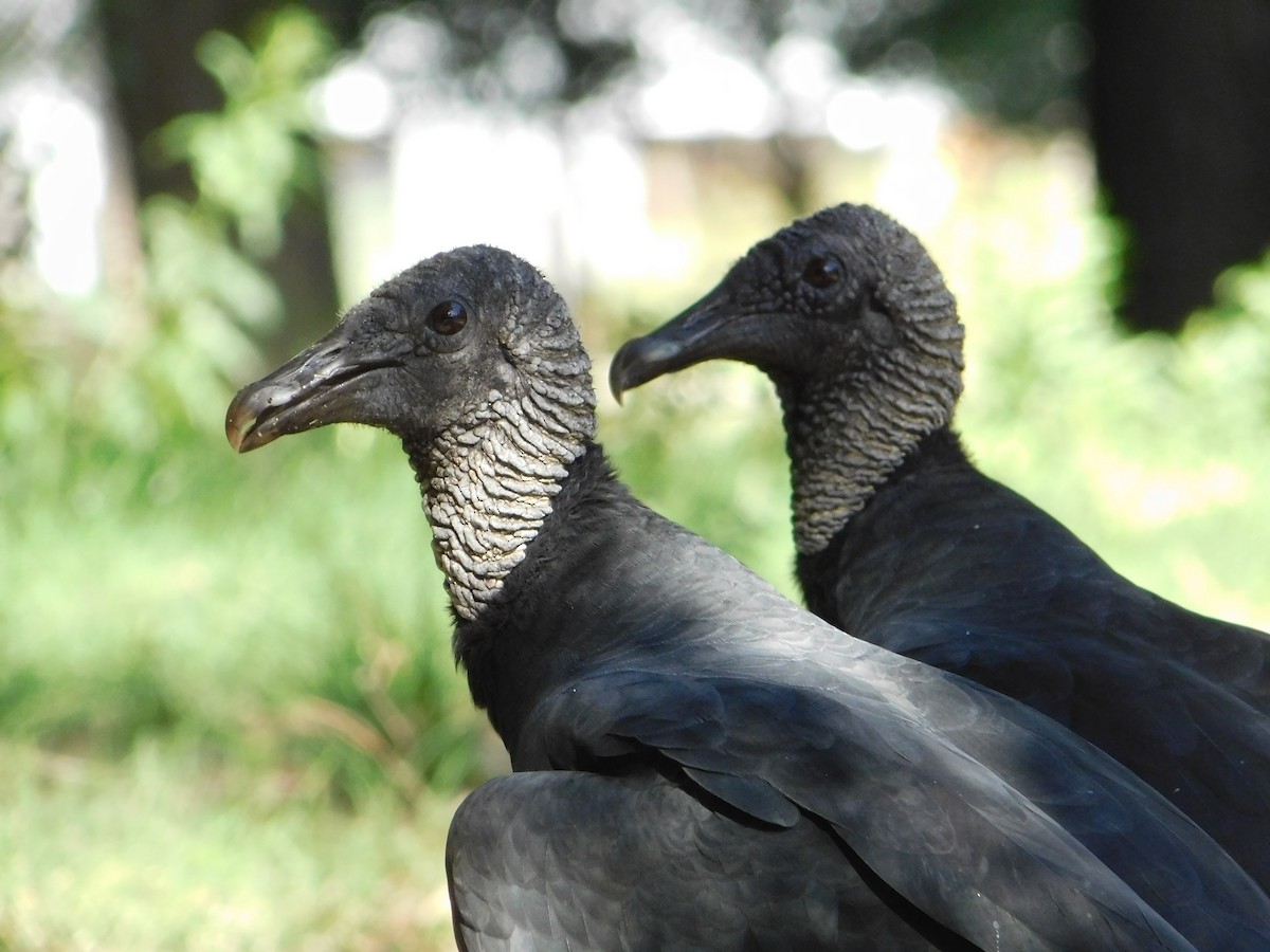 Black Vulture - ML644663976