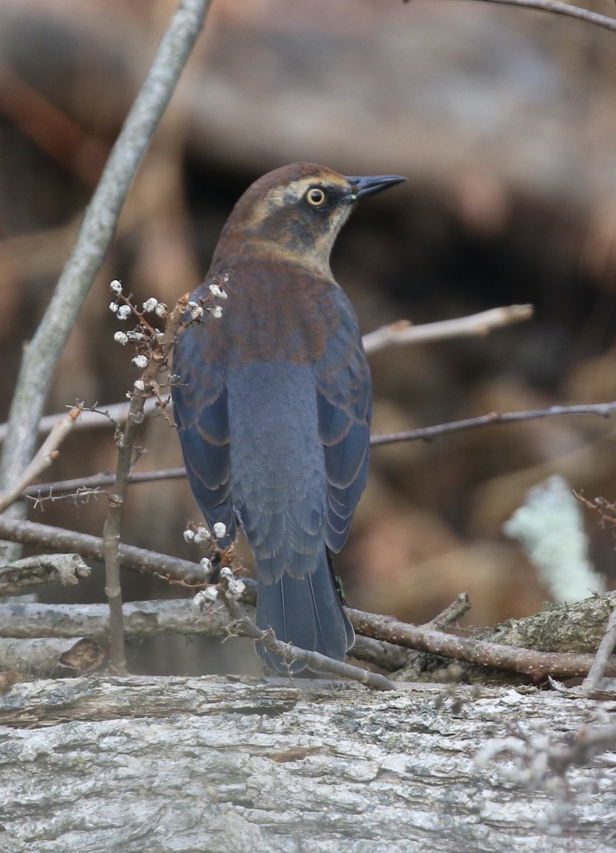 Rusty Blackbird - ML644663977
