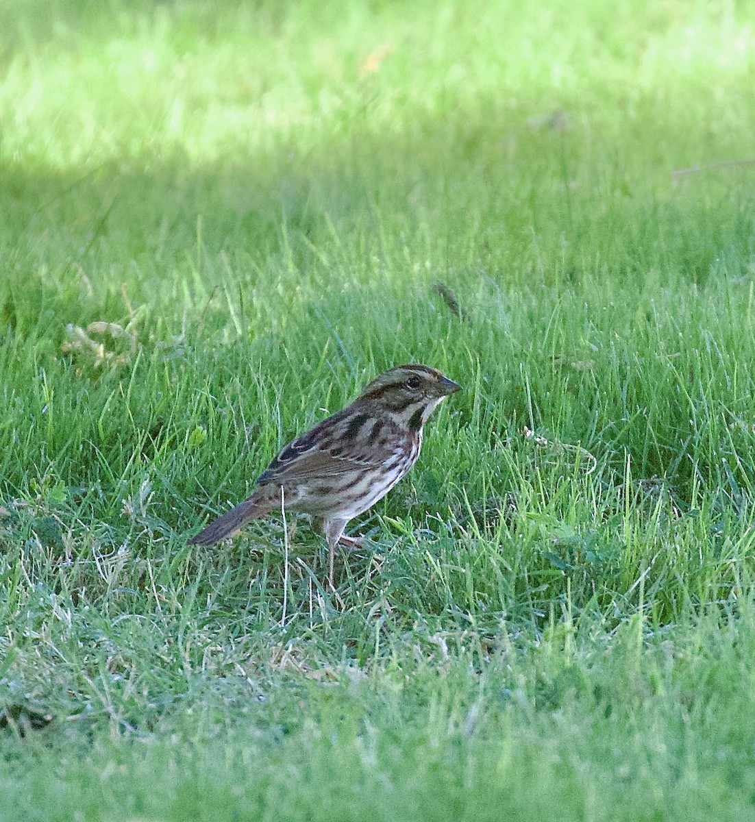 strnadec zpěvný - ML644663990