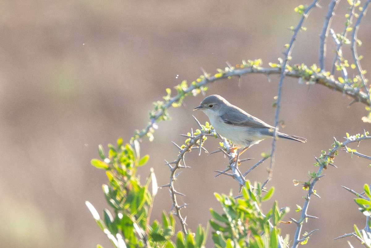 Rüppell's Warbler - ML644663992