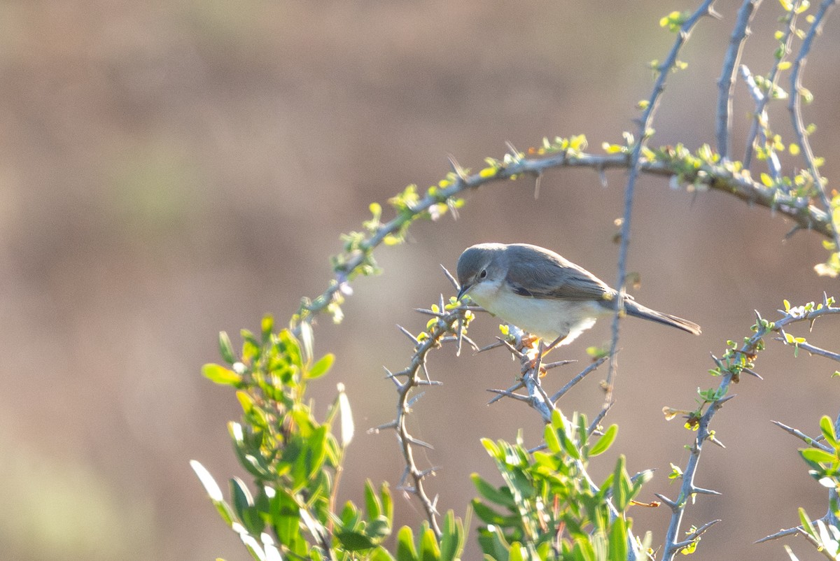 Rüppell's Warbler - ML644663993