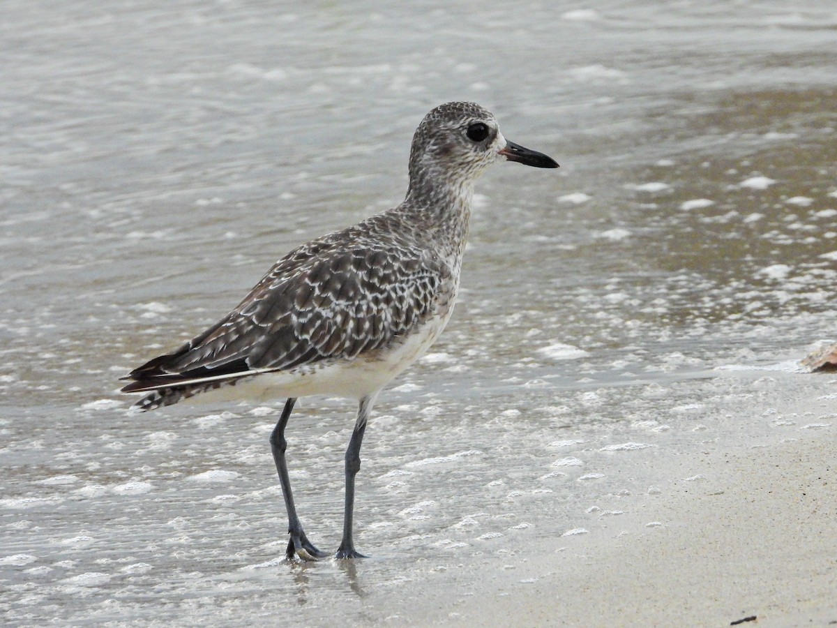 Chorlito Gris - ML644663998