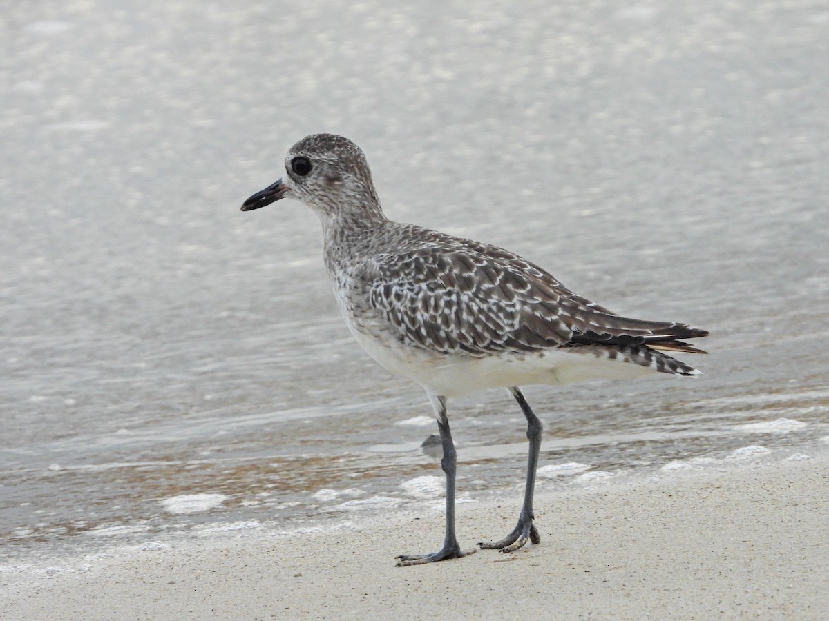 Chorlito Gris - ML644663999
