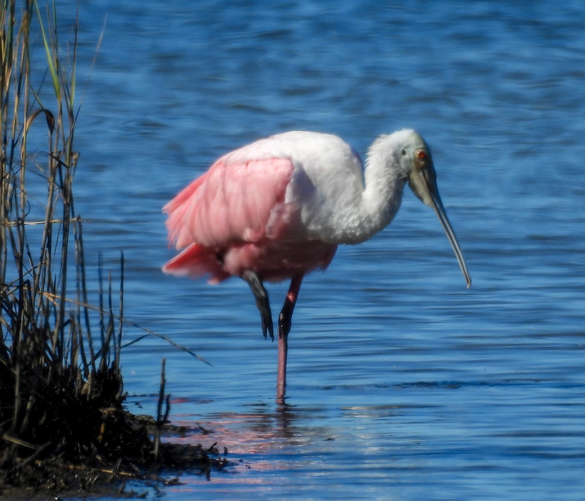 Rosalöffler - ML644664000