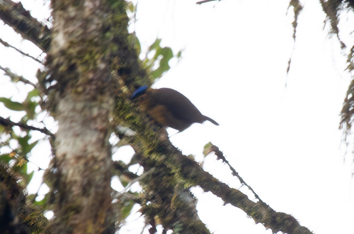 Синешапочная ифрита - ML644664018