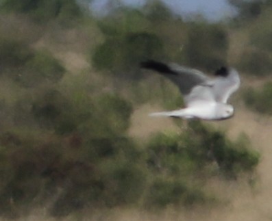 Pallid Harrier - ML644664022