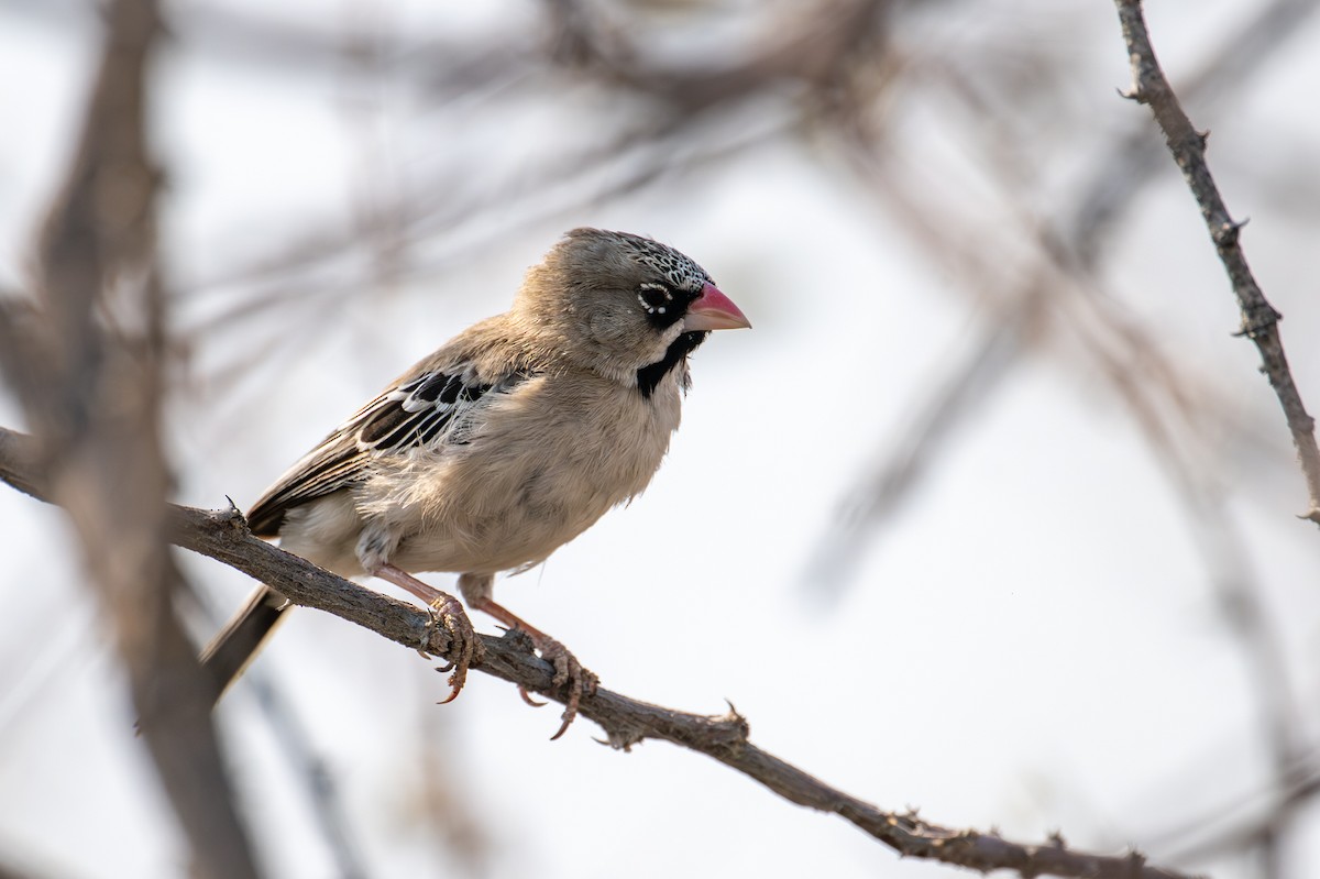 Tejedorcito Escamoso - ML644664028