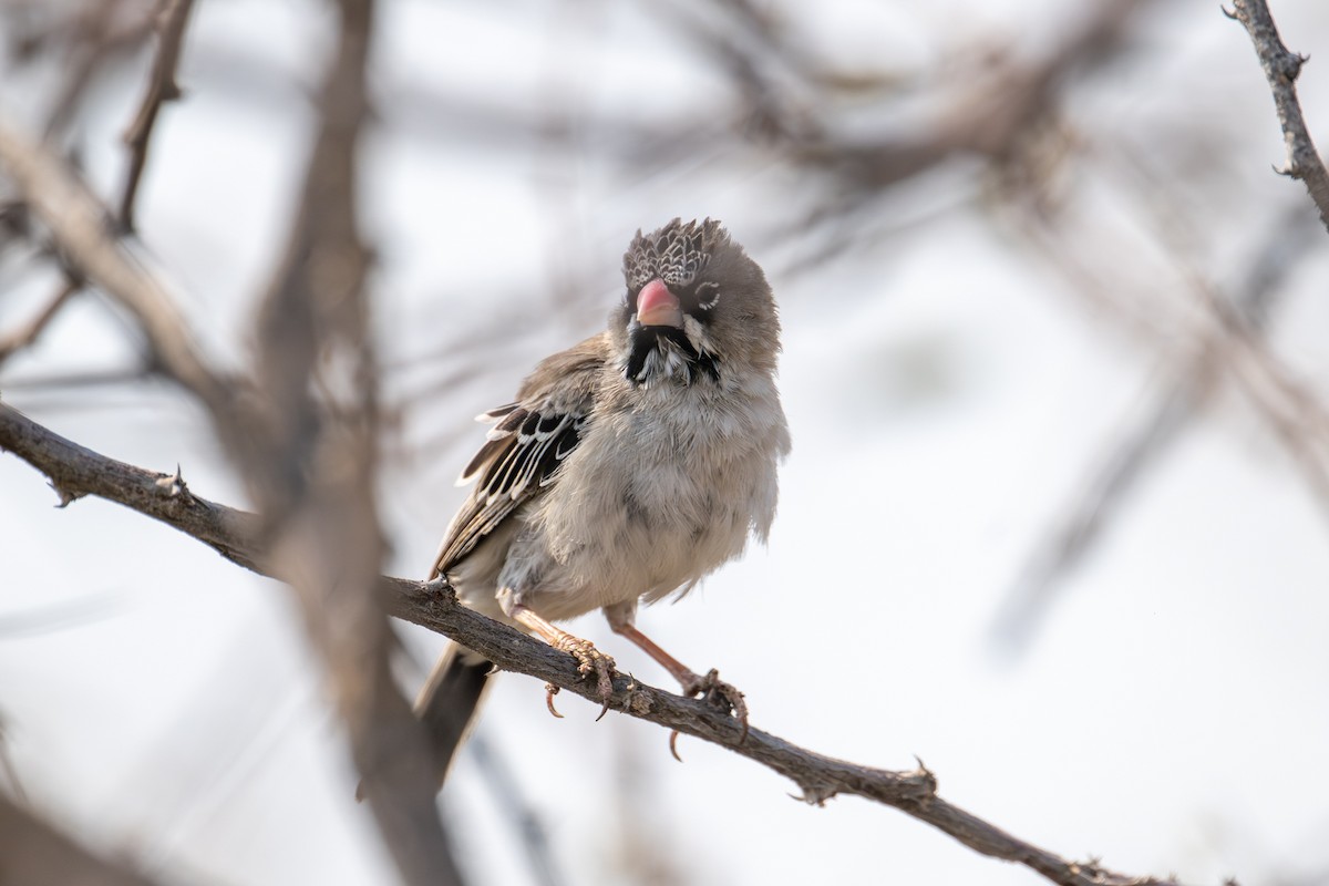Tejedorcito Escamoso - ML644664029