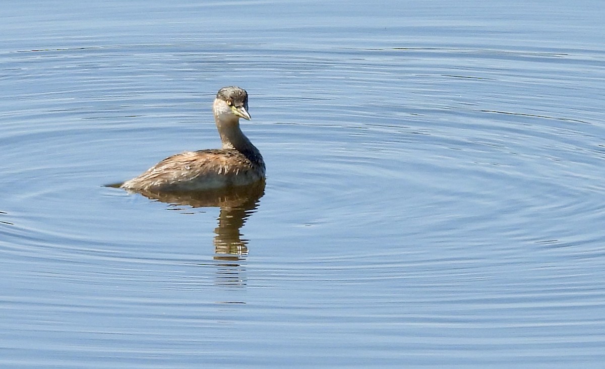 Zampullín Australiano - ML644664040