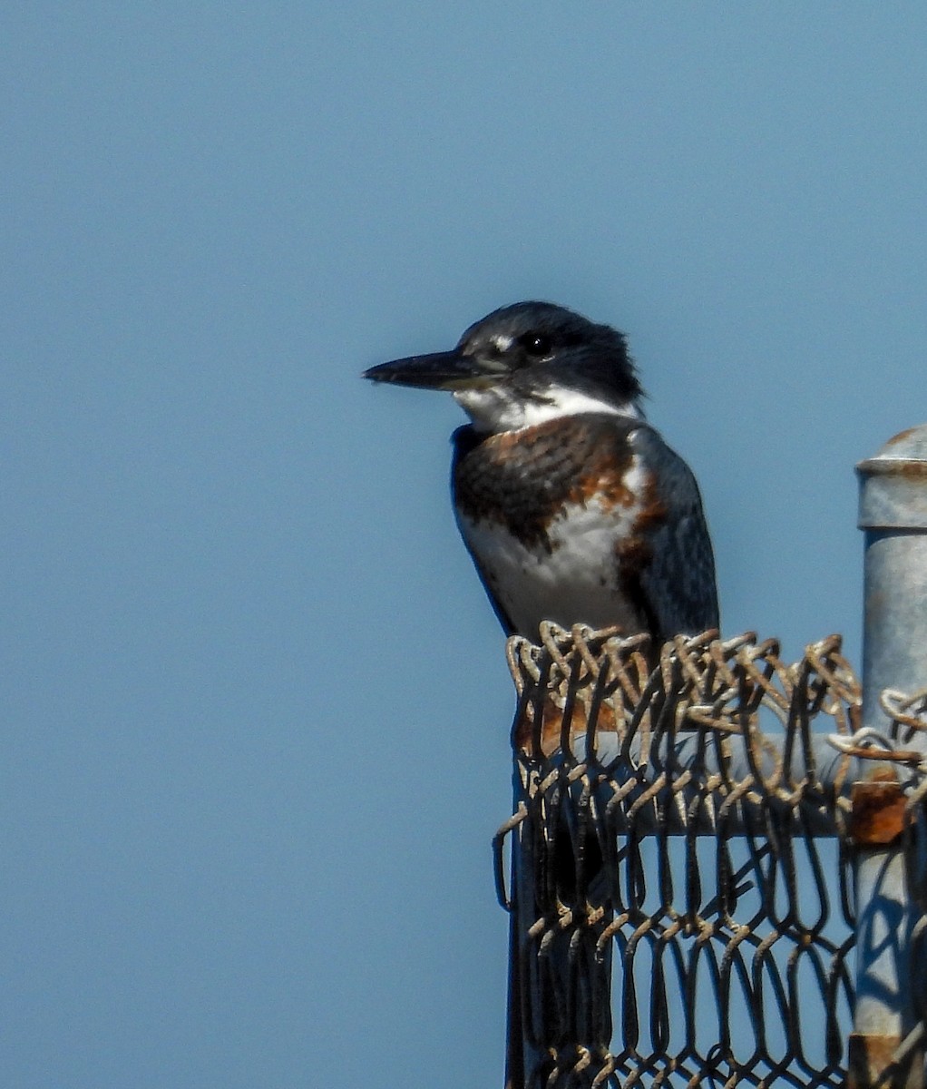 שלדג אמריקני - ML644664049