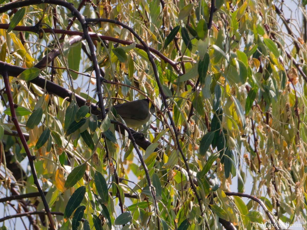 ズグロムシクイ - ML644664050