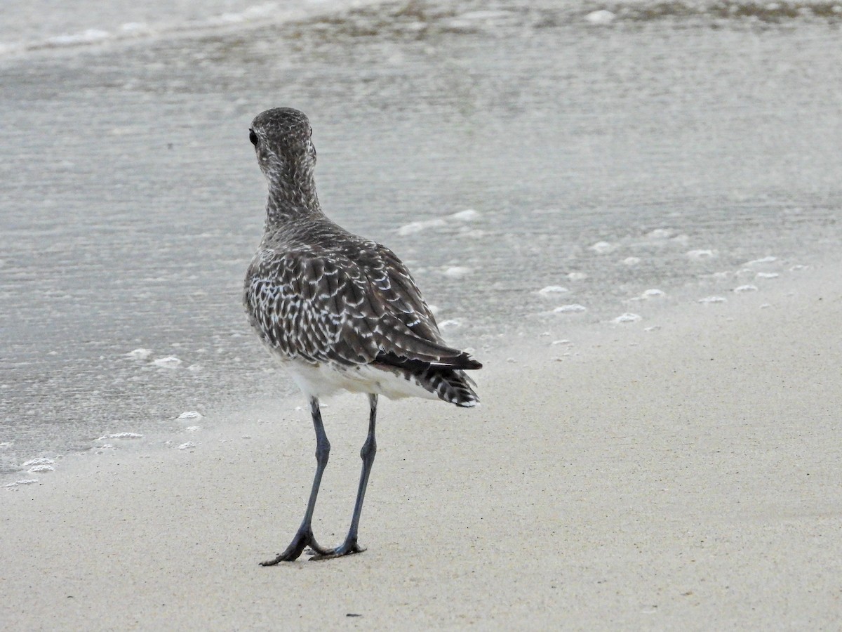 Chorlito Gris - ML644664053