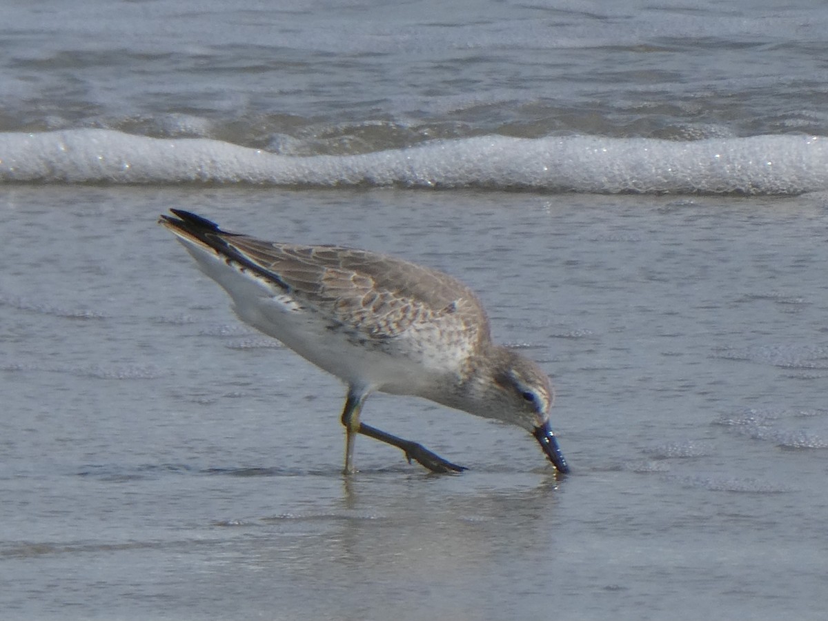 コオバシギ - ML644664056