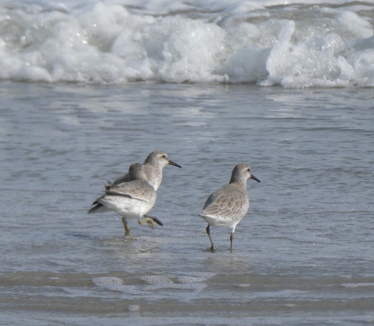 コオバシギ - ML644664057