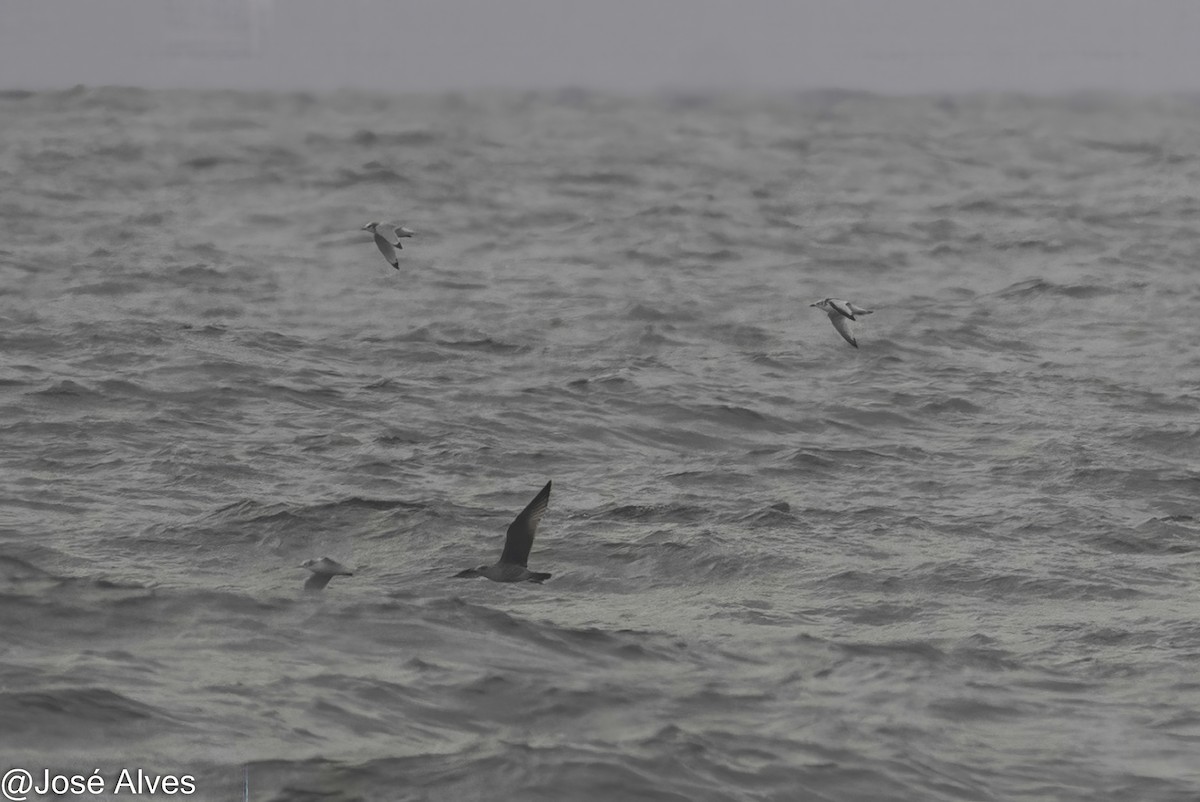 ミツユビカモメ - ML644664058