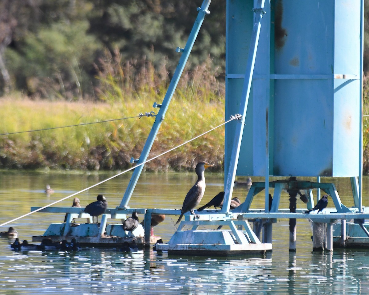 ミミヒメウ - ML644664059