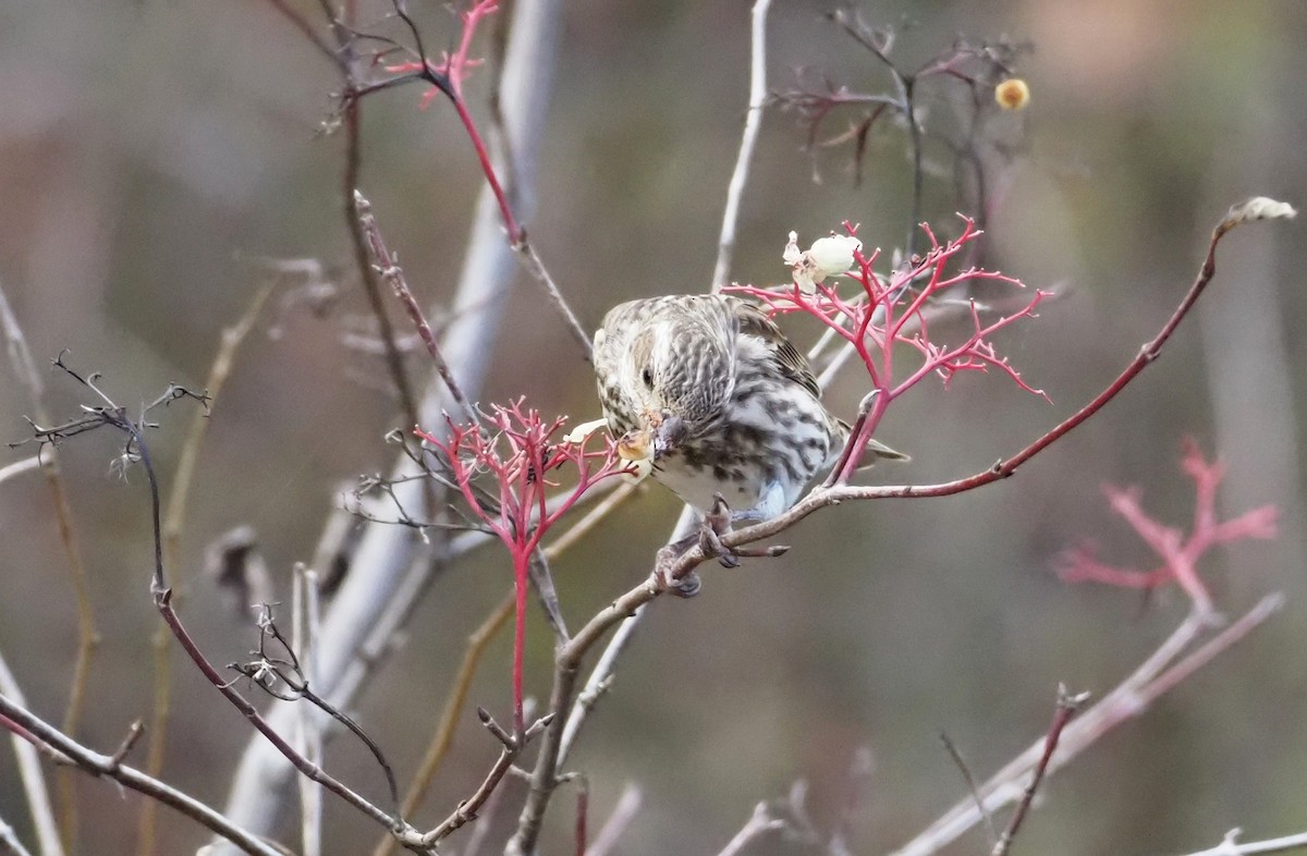 ムラサキマシコ - ML644664060