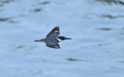 アメリカヤマセミ - ML644664061