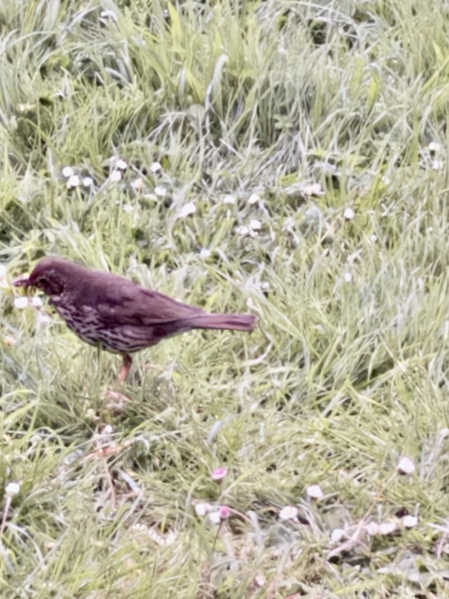 ウタツグミ - ML644664062