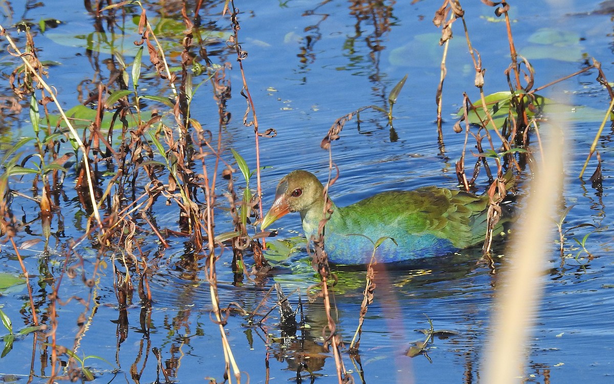 アメリカムラサキバン - ML644664064