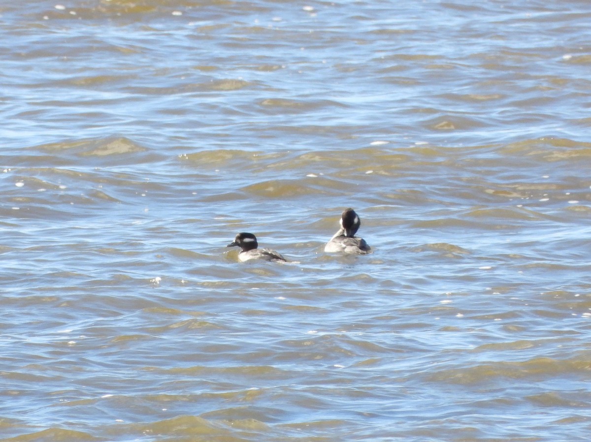 ヒメハジロ - ML644664065