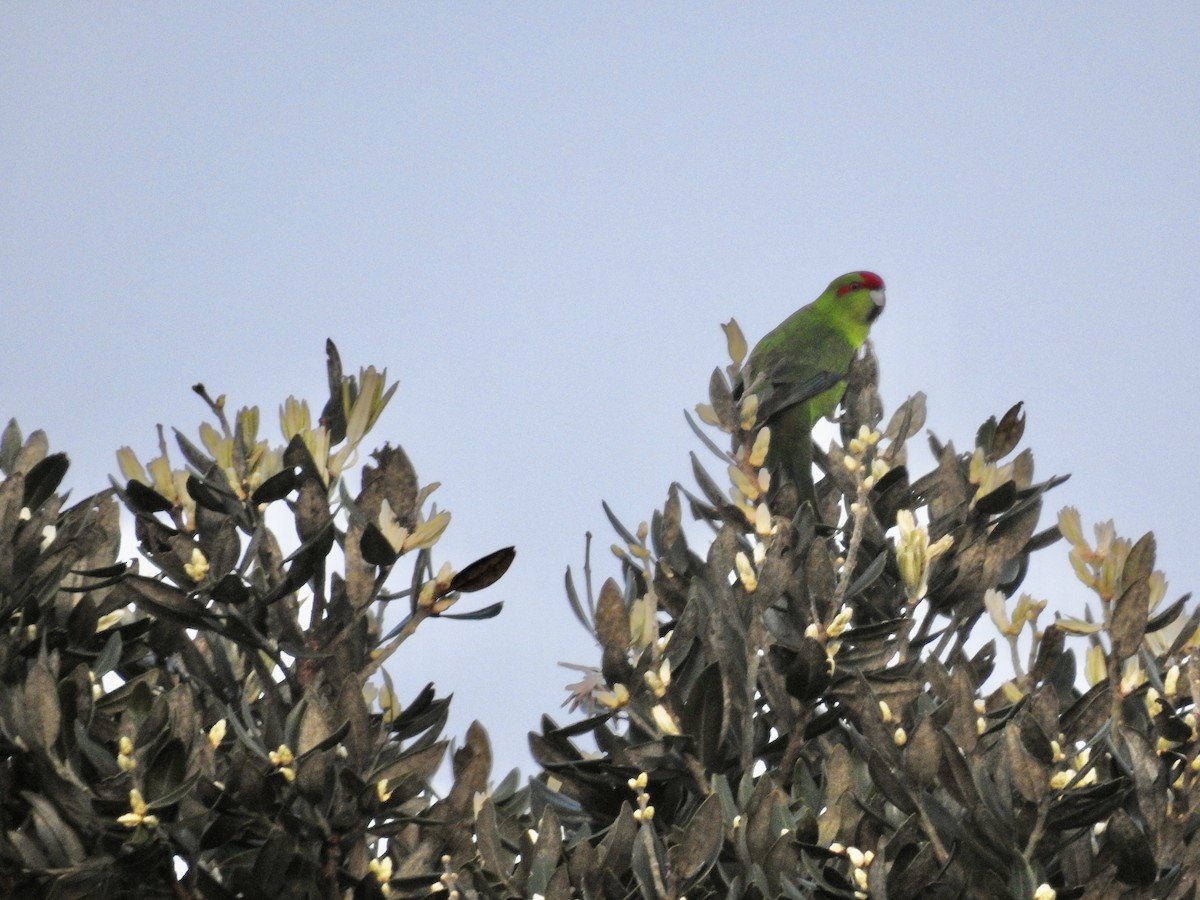アオハシインコ - ML644664068
