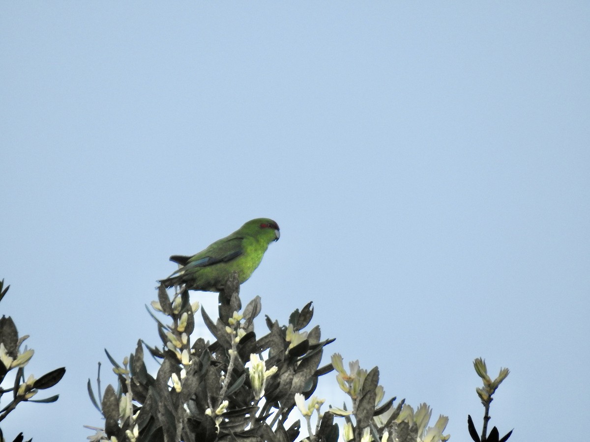 アオハシインコ - ML644664069