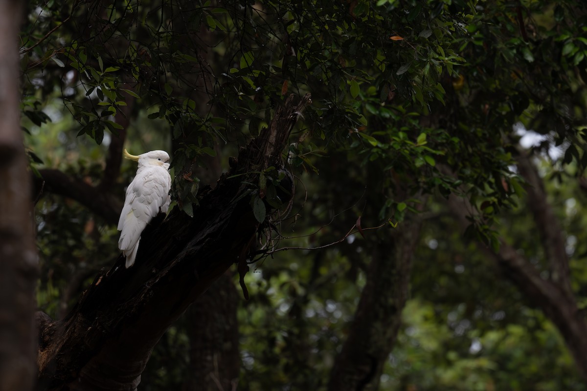 キバタン - ML644664070