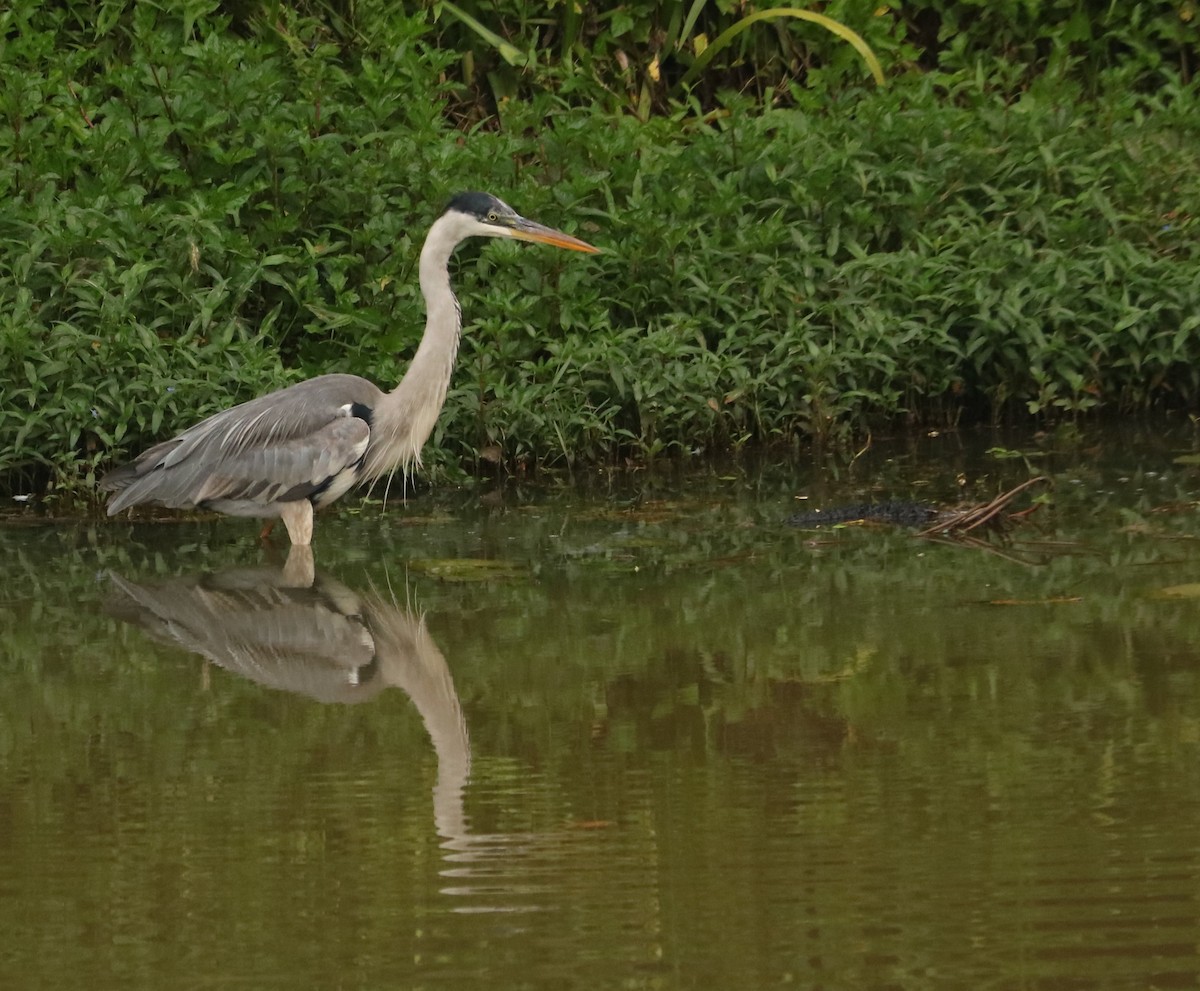 ナンベイアオサギ - ML644664071
