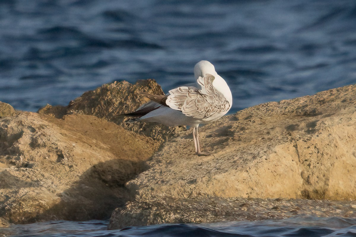 アルメニアセグロカモメ - ML644664072