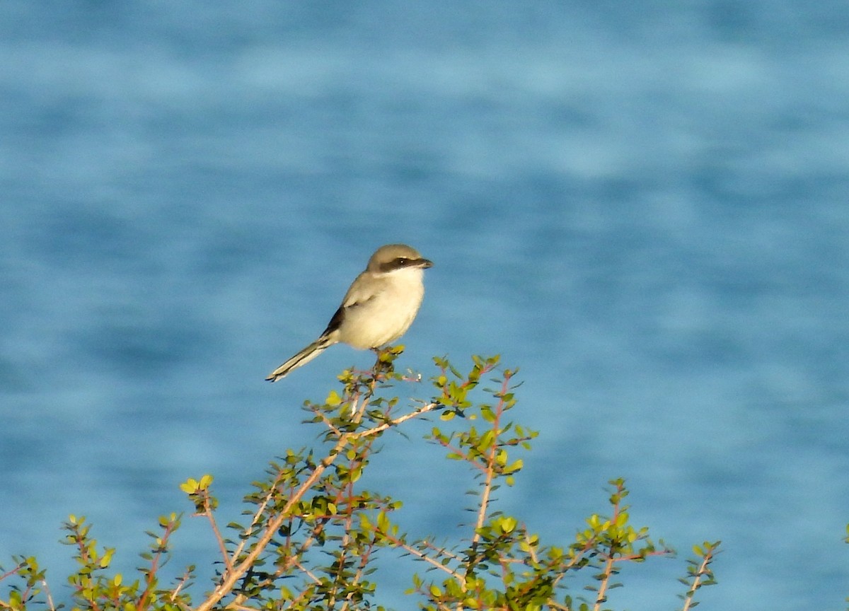 アメリカオオモズ - ML644664073