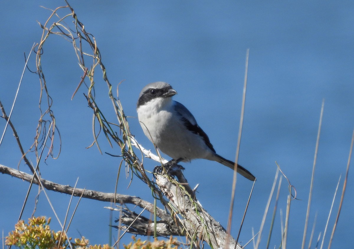 アメリカオオモズ - ML644664074