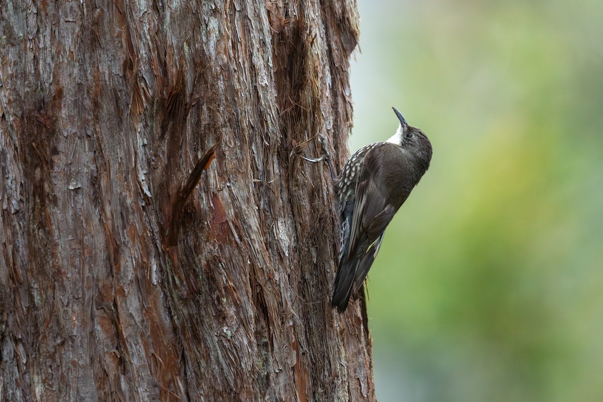 ノドジロキノボリ - ML644664075