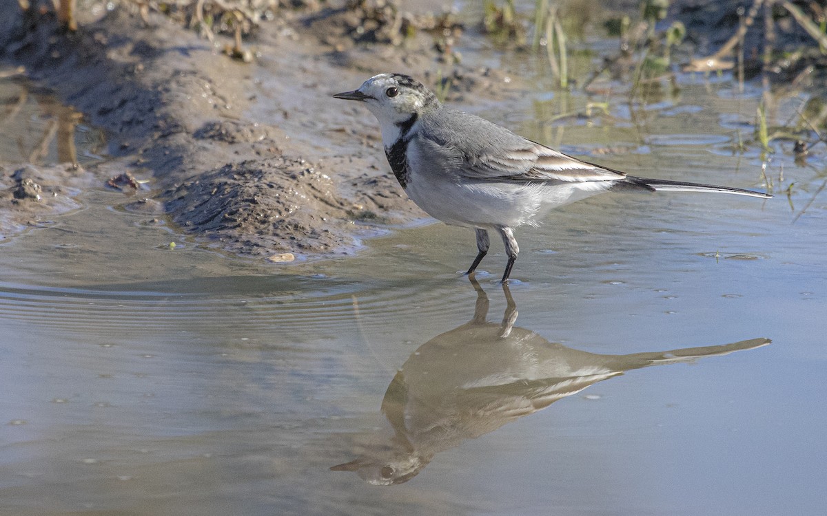 Lavandera Blanca - ML644664076