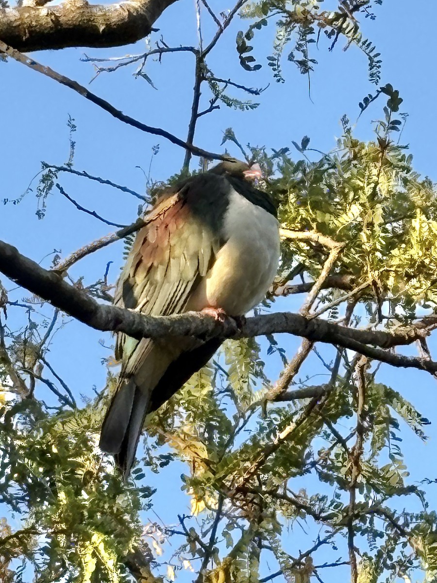 ニュージーランドバト - ML644664077