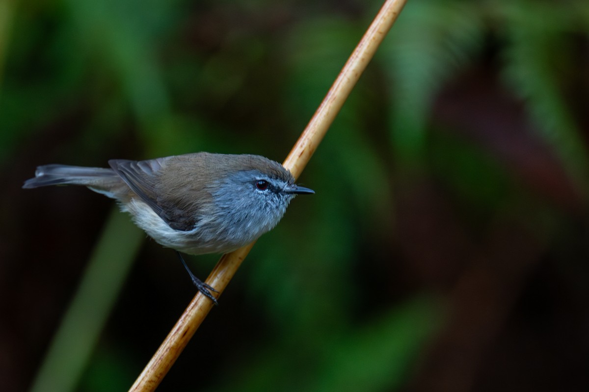 チャイロセンニョムシクイ - ML644664080