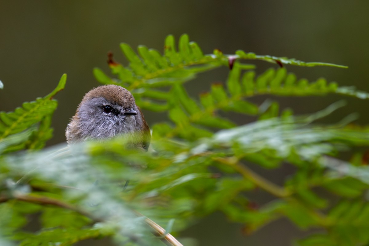 チャイロセンニョムシクイ - ML644664081