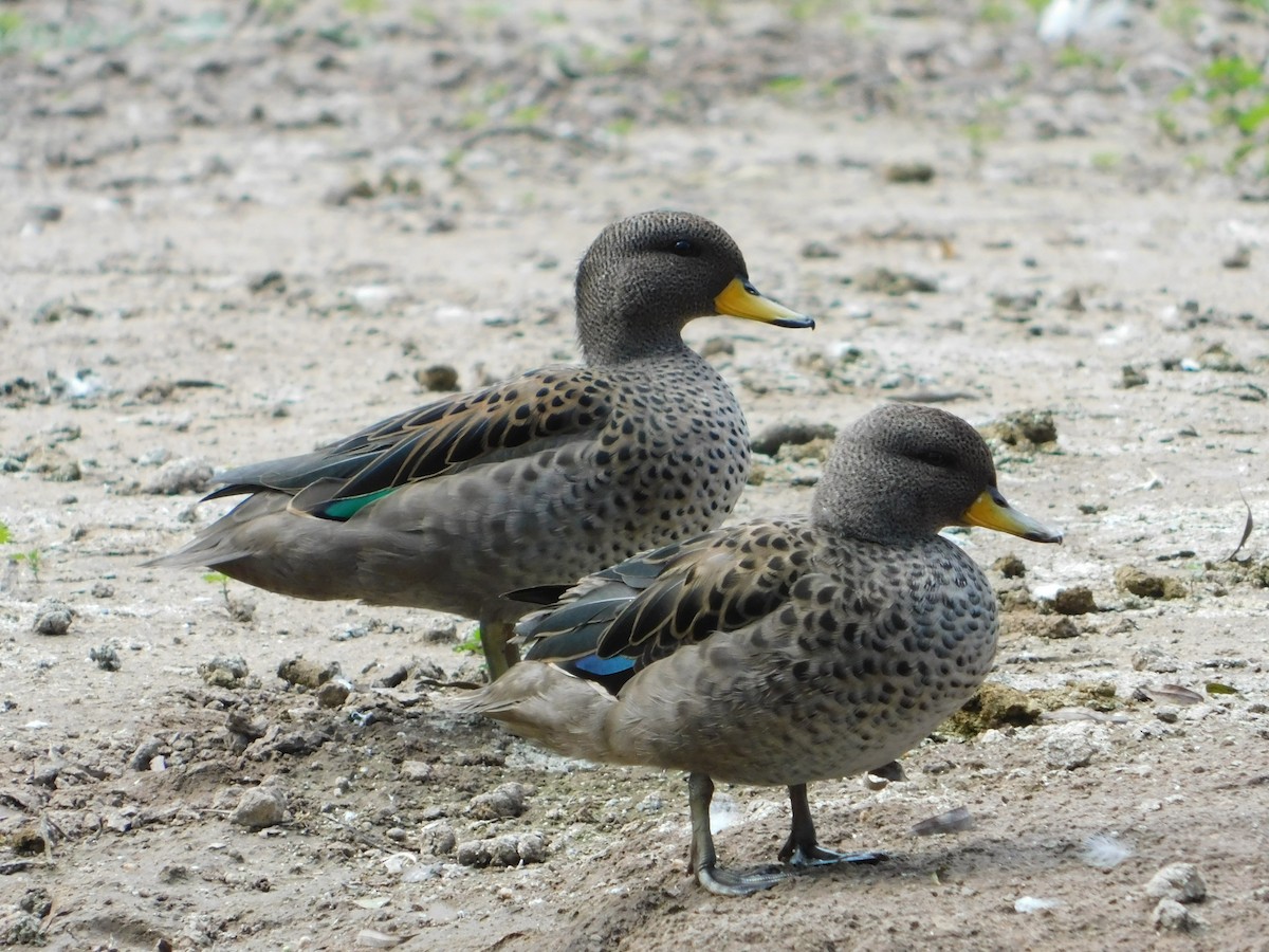 キバシコガモ - ML644664082