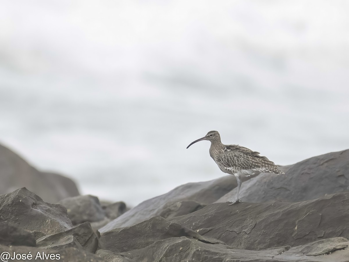 チュウシャクシギ - ML644664084