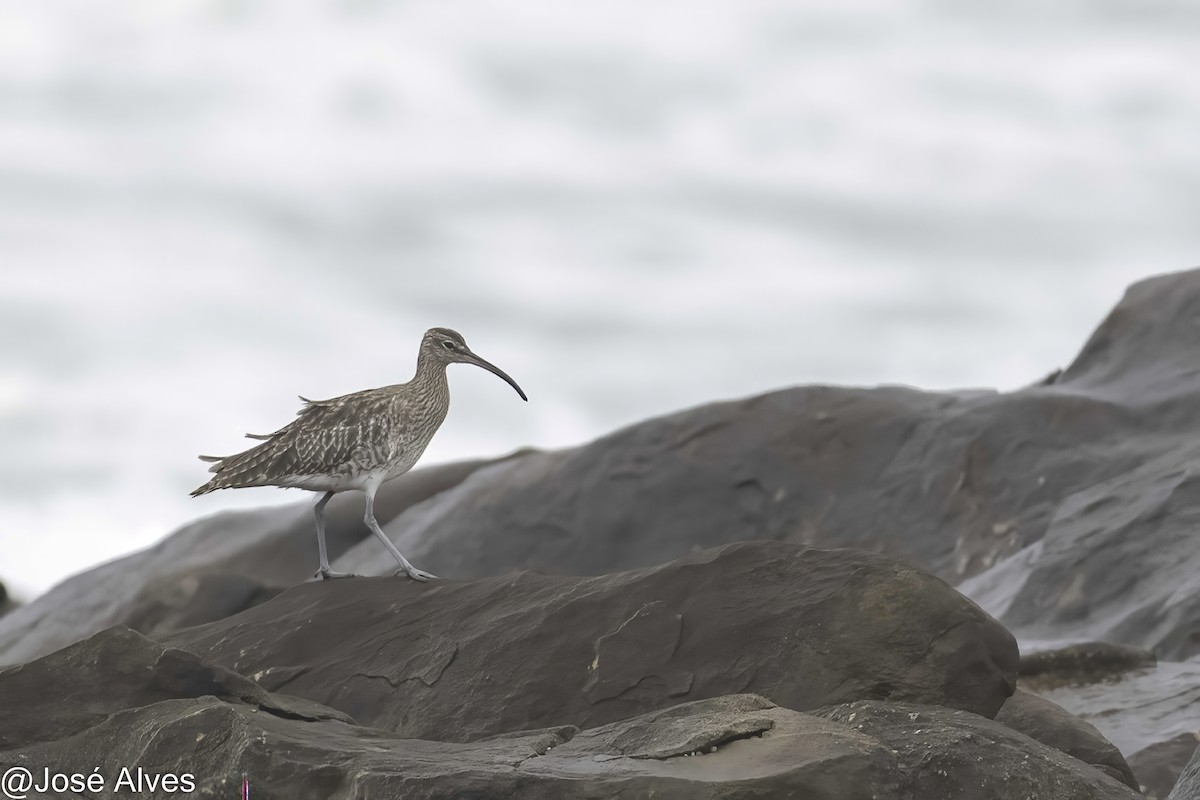 チュウシャクシギ - ML644664085