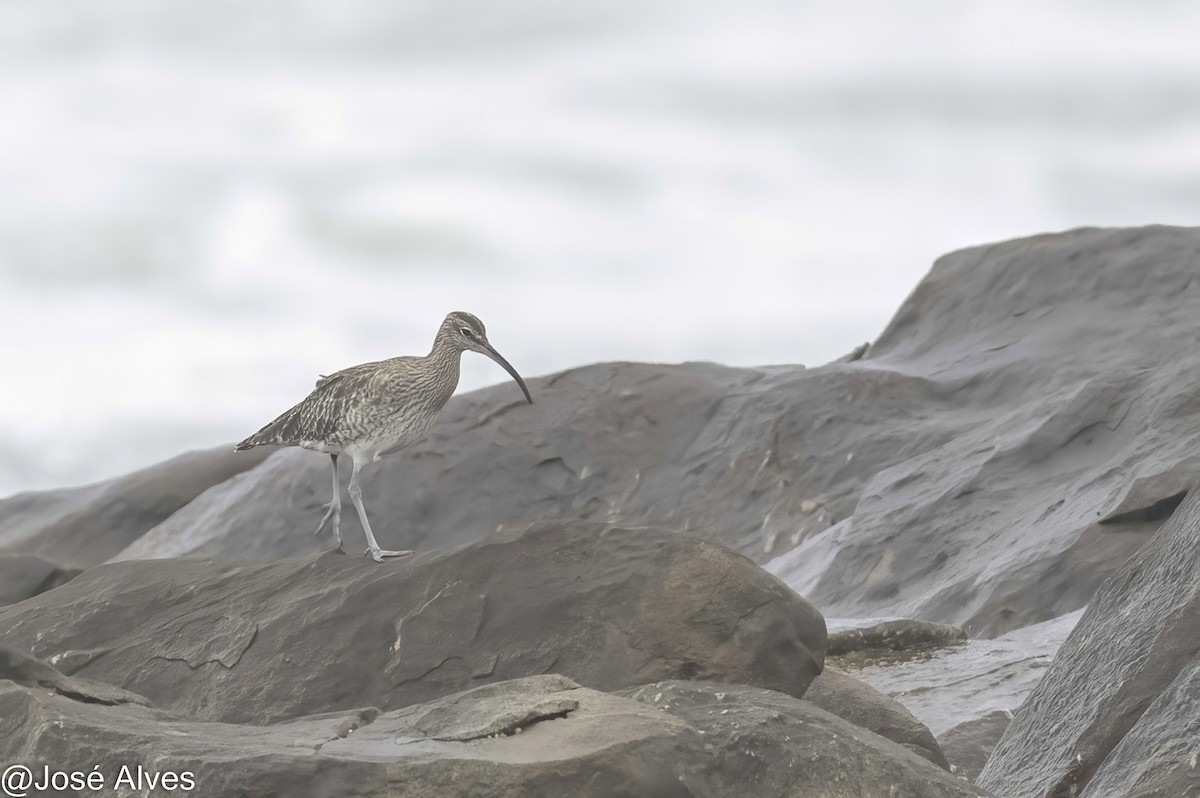 チュウシャクシギ - ML644664086