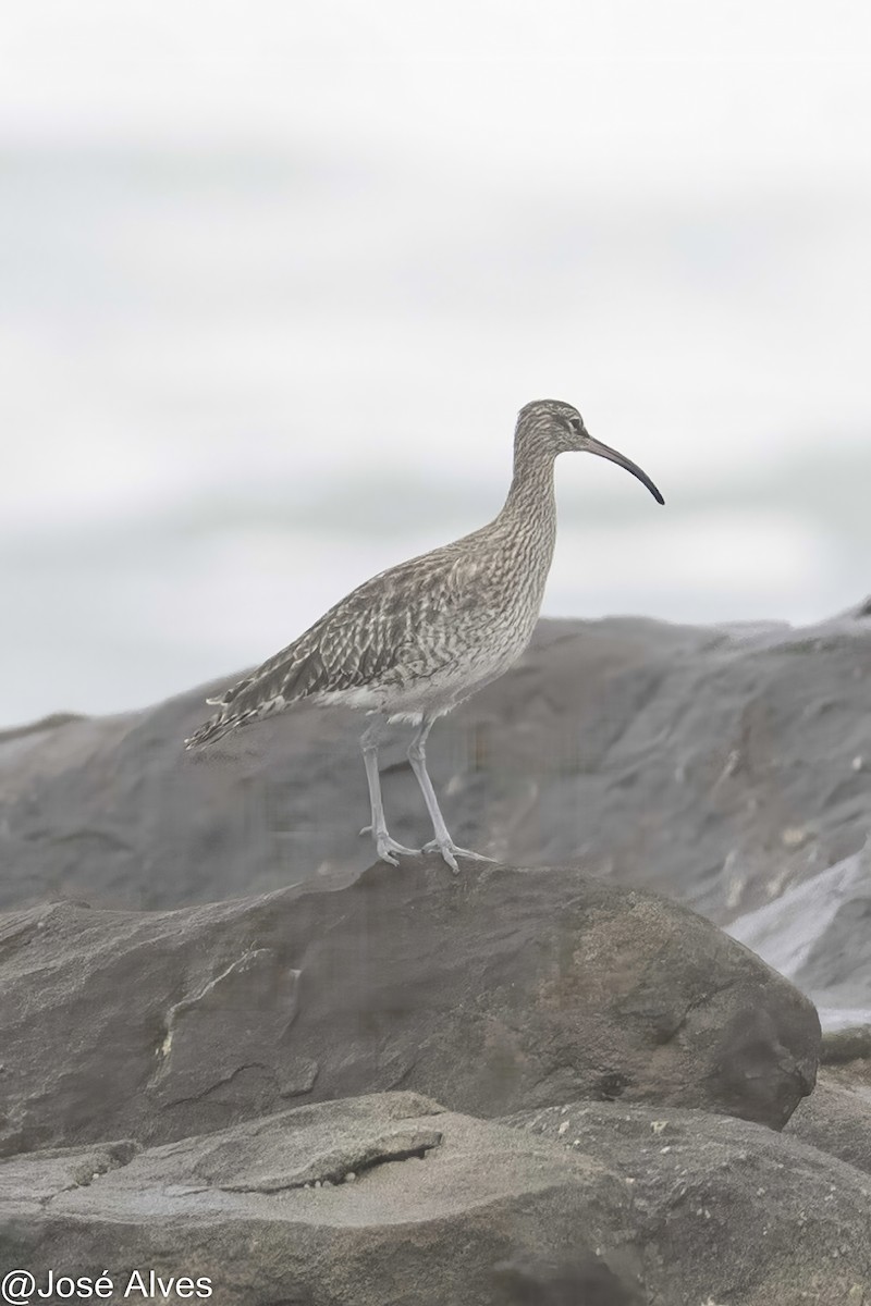 チュウシャクシギ - ML644664087