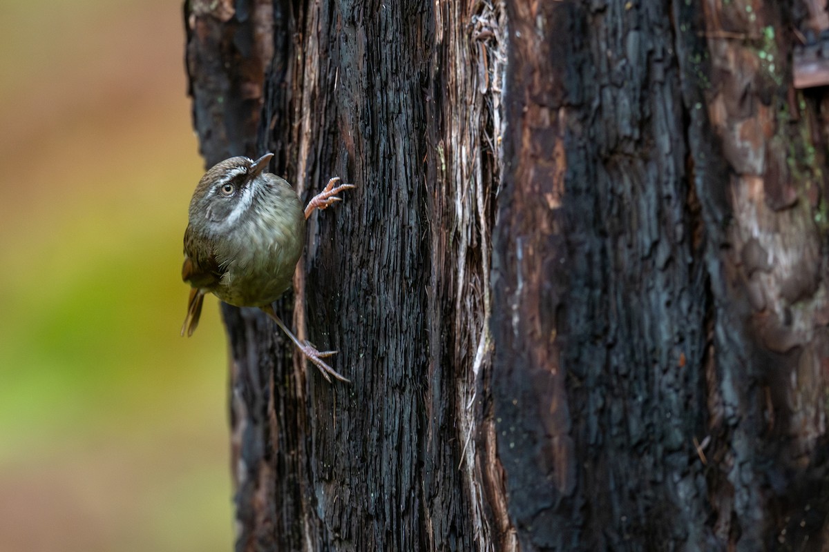 マミジロヤブムシクイ - ML644664088