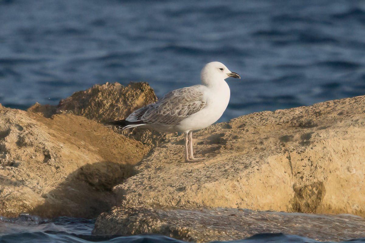 アルメニアセグロカモメ - ML644664089