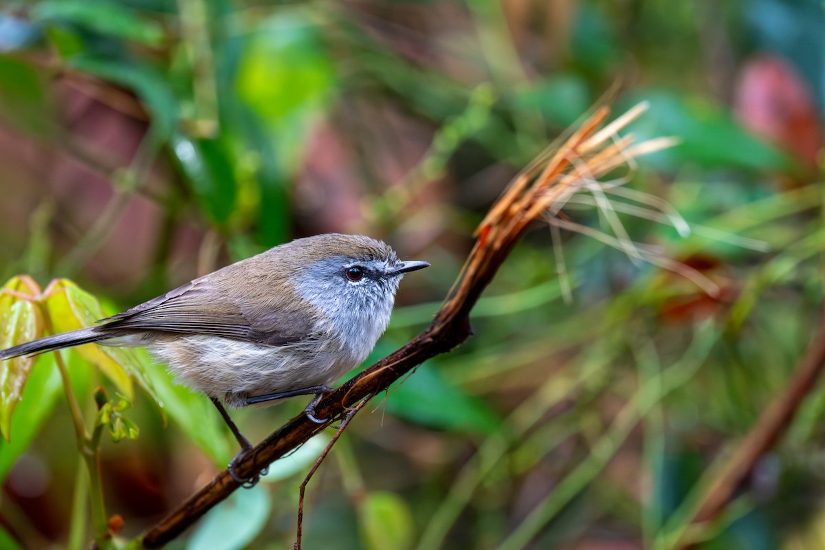 Brown Gerygone - ML644664090