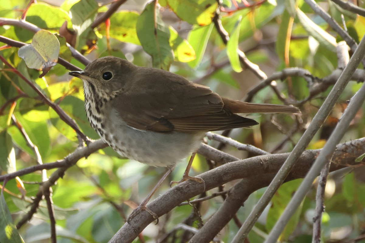 Zorzalito Colirrufo - ML644664092