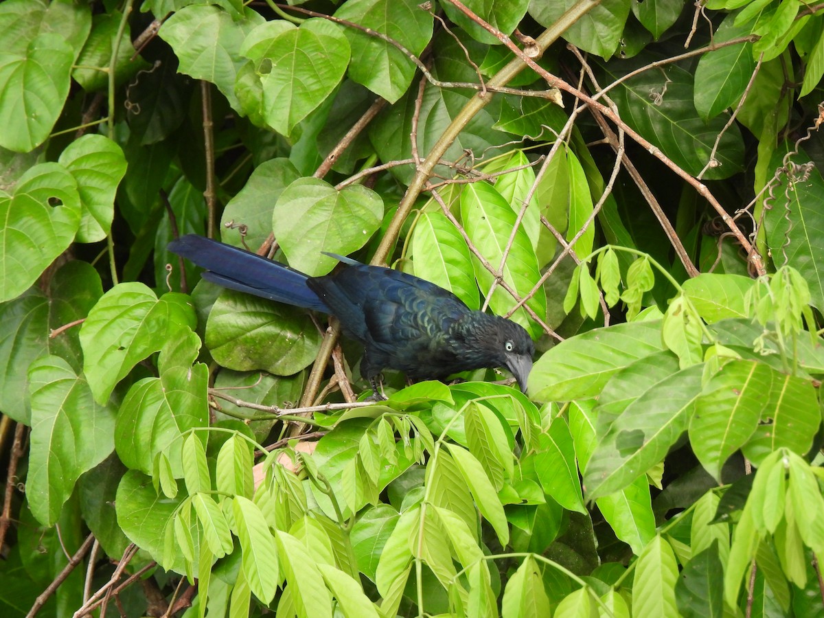 Ani des palétuviers - ML644664106