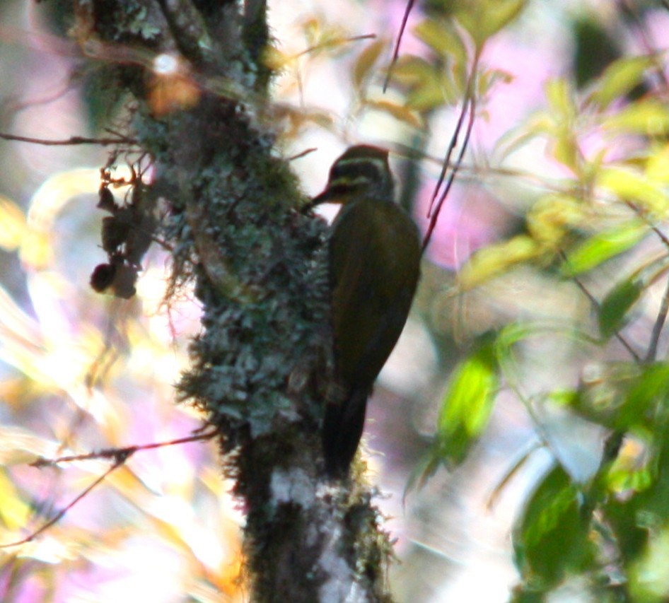 Altın Kaşlı Ağaçkakan - ML644664109