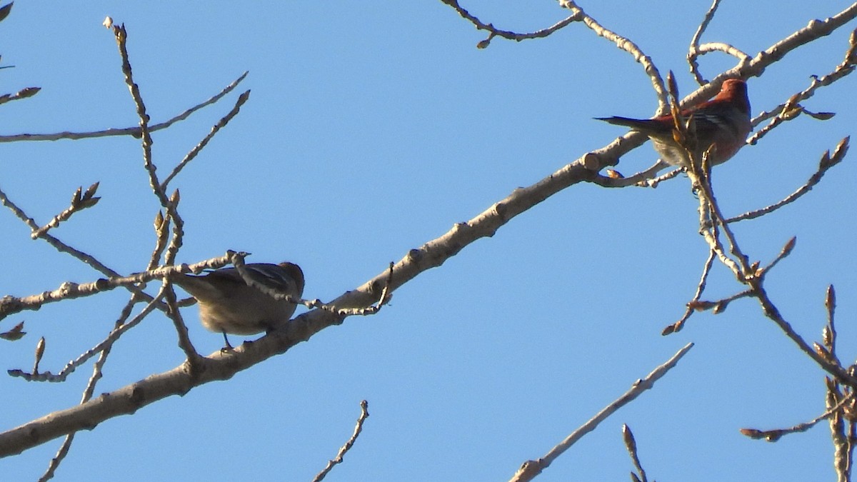 Pine Grosbeak - ML644664113